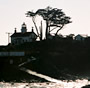tree and house off the oregon coast